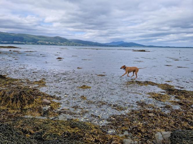 Carlingford Mountain And Sea Views 아파트 외부 사진